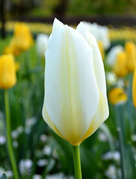 Tulip Bulbs White Emperor Blooms Species Growing Bonsai Roots Rhizomes Corms Tubers Potted Planting Reblooming Fragrant Garden Flower Seeds Plant