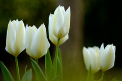 Tulip Bulbs White Emperor Blooms Species Growing Bonsai Roots Rhizomes Corms Tubers Potted Planting Reblooming Fragrant Garden Flower Seeds Plant
