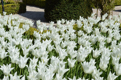 Tulip Bulbs White Triumphator Blooms Species Growing Bonsai Roots Rhizomes Corms Tubers Potted Planting Reblooming Fragrant Garden Flower Seeds Plant