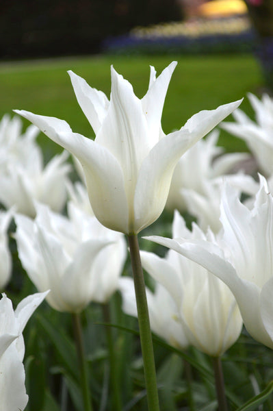 Tulip Bulbs White Triumphator Blooms Species Growing Bonsai Roots Rhizomes Corms Tubers Potted Planting Reblooming Fragrant Garden Flower Seeds Plant