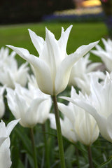 Tulip Bulbs White Triumphator Blooms Species Growing Bonsai Roots Rhizomes Corms Tubers Potted Planting Reblooming Fragrant Garden Flower Seeds Plant