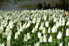 Tulip Bulbs White Triumphator Blooms Species Growing Bonsai Roots Rhizomes Corms Tubers Potted Planting Reblooming Fragrant Garden Flower Seeds Plant