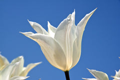 Tulip Bulbs White Triumphator Blooms Species Growing Bonsai Roots Rhizomes Corms Tubers Potted Planting Reblooming Fragrant Garden Flower Seeds Plant