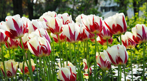 Tulip Bulbs World Expression Blooms Species Growing Bonsai Roots Rhizomes Corms Tubers Potted Planting Reblooming Fragrant Garden Flower Seeds Plant