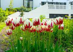 Tulip Bulbs World Expression Blooms Species Growing Bonsai Roots Rhizomes Corms Tubers Potted Planting Reblooming Fragrant Garden Flower Seeds Plant