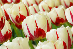 Tulip Bulbs World Expression Blooms Species Growing Bonsai Roots Rhizomes Corms Tubers Potted Planting Reblooming Fragrant Garden Flower Seeds Plant