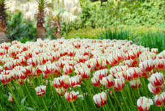 Tulip Bulbs World Expression Blooms Species Growing Bonsai Roots Rhizomes Corms Tubers Potted Planting Reblooming Fragrant Garden Flower Seeds Plant