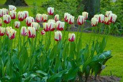 Tulip Bulbs World Expression Blooms Species Growing Bonsai Roots Rhizomes Corms Tubers Potted Planting Reblooming Fragrant Garden Flower Seeds Plant