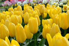 Tulip Bulbs Yellow Emperor Blooms Species Growing Bonsai Roots Rhizomes Corms Tubers Potted Planting Reblooming Fragrant Garden Flower Seeds Plant