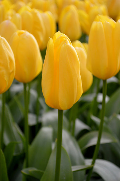 Tulip Bulbs Yellow Emperor Blooms Species Growing Bonsai Roots Rhizomes Corms Tubers Potted Planting Reblooming Fragrant Garden Flower Seeds Plant