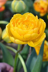 Tulip Bulbs Yellow Pomponette Blooms Species Growing Bonsai Roots Rhizomes Corms Tubers Potted Planting Reblooming Fragrant Garden Flower Seeds Plant - Seedsplant