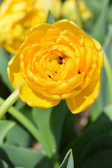 Tulip Bulbs Yellow Pomponette Blooms Species Growing Bonsai Roots Rhizomes Corms Tubers Potted Planting Reblooming Fragrant Garden Flower Seeds Plant - Seedsplant