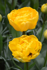 Tulip Bulbs Yellow Pomponette Blooms Species Growing Bonsai Roots Rhizomes Corms Tubers Potted Planting Reblooming Fragrant Garden Flower Seeds Plant - Seedsplant