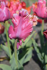 Tulip Bulbs Amazing Parrot  Blooms Species Growing Bonsai Roots Rhizomes Corms Tubers Potted Planting Reblooming Fragrant Garden Flower Seeds Plant