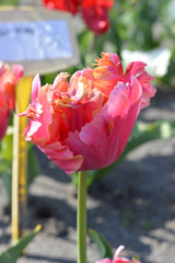Tulip Bulbs Amazing Parrot  Blooms Species Growing Bonsai Roots Rhizomes Corms Tubers Potted Planting Reblooming Fragrant Garden Flower Seeds Plant