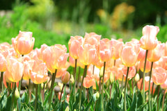 Tulip Bulbs Apricot Giant  Blooms Species Growing Bonsai Roots Rhizomes Corms Tubers Potted Planting Reblooming Fragrant Garden Flower Seeds Plant