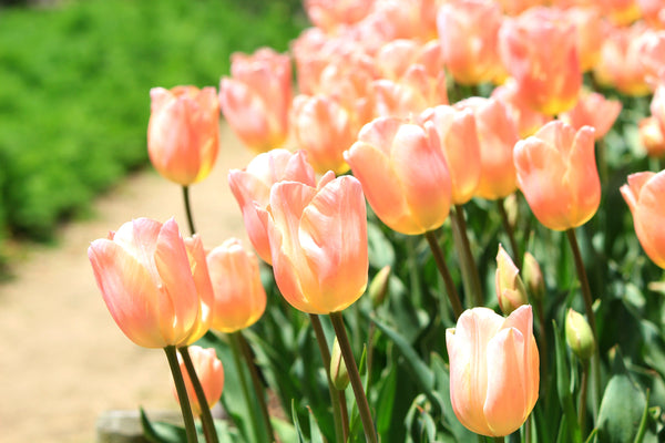 Tulip Bulbs Apricot Giant  Blooms Species Growing Bonsai Roots Rhizomes Corms Tubers Potted Planting Reblooming Fragrant Garden Flower Seeds Plant