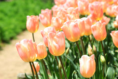 Tulip Bulbs Apricot Giant  Blooms Species Growing Bonsai Roots Rhizomes Corms Tubers Potted Planting Reblooming Fragrant Garden Flower Seeds Plant