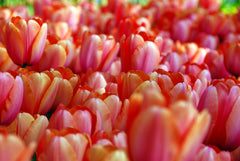 Tulip Bulbs Apricot Impression Blooms Species Growing Bonsai Roots Rhizomes Corms Tubers Potted Planting Reblooming Fragrant Garden Flower Seeds Plant