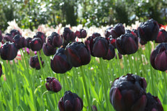 Tulip Bulbs Black Hero Blooms Species Growing Bonsai Roots Rhizomes Corms Tubers Potted Planting Reblooming Fragrant Garden Flower Seeds Plant