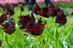 Tulip Bulbs Black Parrot Blooms Species Growing Bonsai Roots Rhizomes Corms Tubers Potted Planting Reblooming Fragrant Garden Flower Seeds Plant