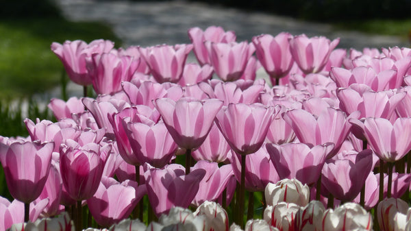 Tulip Bulbs Blue Aimable Blooms Species Growing Bonsai Roots Rhizomes Corms Tubers Potted Planting Reblooming Fragrant Garden Flower Seeds Plant