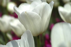 Tulip Bulbs Calgary Blooms Species Growing Bonsai Roots Rhizomes Corms Tubers Potted Planting Reblooming Fragrant Garden Flower Seeds Plant - Seedsplant