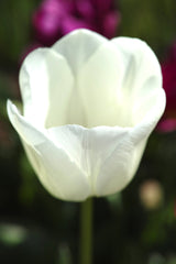 Tulip Bulbs Calgary Blooms Species Growing Bonsai Roots Rhizomes Corms Tubers Potted Planting Reblooming Fragrant Garden Flower Seeds Plant - Seedsplant