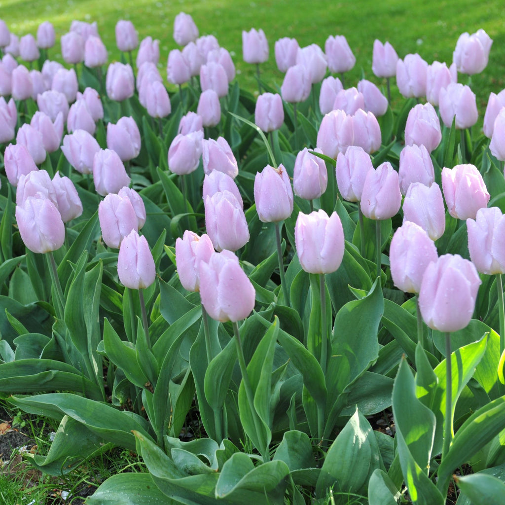 tulip flower seeds Tulips Bulbs trader joe's Blooms Species Growing Bonsai Roots Rhizomes Corms Tubers Potted Planting Reblooming Fragrant Garden Flower Seeds Plant