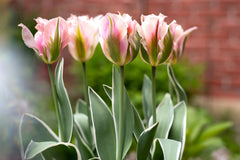 Tulip Bulbs China Town Blooms Species Growing Bonsai Roots Rhizomes Corms Tubers Potted Planting Reblooming Fragrant Garden Flower Seeds Plant - Seedsplant