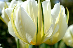 Tulip Bulbs Exotic Emperor Blooms Species Growing Bonsai Roots Rhizomes Corms Tubers Potted Planting Reblooming Fragrant Garden Flower Seeds Plant - Seedsplant