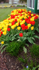 Tulip Bulbs Fire Parade Collection Blooms Species Growing Bonsai Roots Rhizomes Corms Tubers Potted Planting Reblooming Fragrant Garden Flower Seeds Plant - Seedsplant