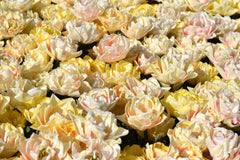 Tulip Bulbs Foxy Foxtrot Blooms Species Growing Bonsai Roots Rhizomes Corms Tubers Potted Planting Reblooming Fragrant Garden Flower Seeds Plant
