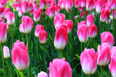 Tulip Bulbs Innuendo Blooms Species Growing Bonsai Roots Rhizomes Corms Tubers Potted Planting Reblooming Fragrant Garden Flower Seeds Plant