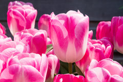 Tulip Bulbs Innuendo Blooms Species Growing Bonsai Roots Rhizomes Corms Tubers Potted Planting Reblooming Fragrant Garden Flower Seeds Plant