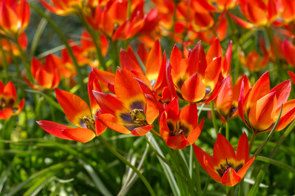 Tulip Bulbs Little Princess Blooms Species Growing Bonsai Roots Rhizomes Corms Tubers Potted Planting Reblooming Fragrant Garden Flower Seeds Plant