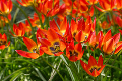 Tulip Bulbs Little Princess Blooms Species Growing Bonsai Roots Rhizomes Corms Tubers Potted Planting Reblooming Fragrant Garden Flower Seeds Plant - Seedsplant