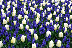 Lukas Choice Collection Bulbs Blooms Species Growing Bonsai Roots Rhizomes Corms Tubers Potted Planting Reblooming Fragrant Garden Flower Seeds Plant Gardening Grape Hyacinth