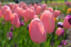 Tulip Bulbs Menton Blooms Species Growing Bonsai Roots Rhizomes Corms Tubers Potted Planting Reblooming Fragrant Garden Flower Seeds Plant - Seedsplant