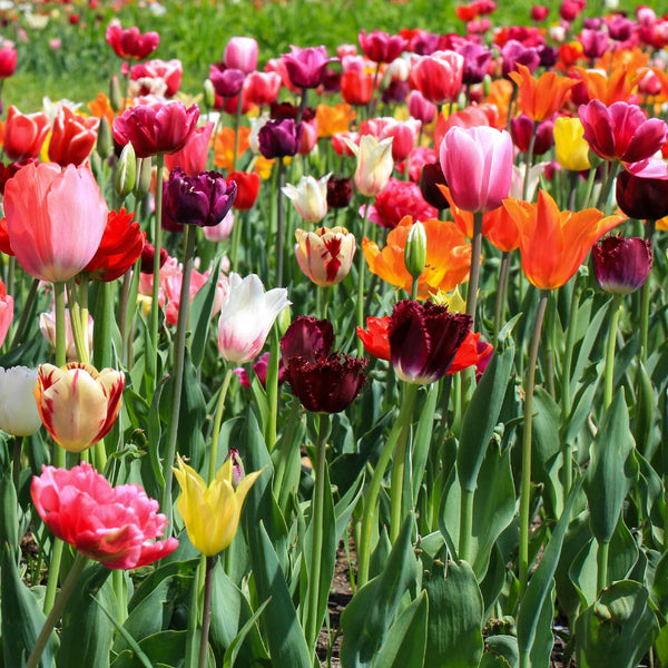 Tulip Bulbs Mystery Mix Blooms Species Growing Bonsai Roots Rhizomes Corms Tubers Potted Planting Reblooming Fragrant Garden Flower Seeds Plant
