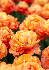 Tulip Bulbs Olivia Blooms Species Growing Bonsai Roots Rhizomes Corms Tubers Potted Planting Reblooming Fragrant Garden Flower Seeds Plant - Seedsplant