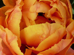 Tulip Bulbs Olivia Blooms Species Growing Bonsai Roots Rhizomes Corms Tubers Potted Planting Reblooming Fragrant Garden Flower Seeds Plant - Seedsplant