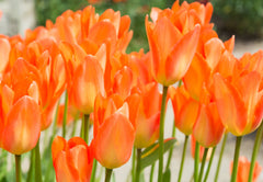 Tulip Bulbs Orange Emperor Blooms Species Growing Bonsai Roots Rhizomes Corms Tubers Potted Planting Reblooming Fragrant Garden Flower Seeds Plant