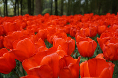 Tulip Bulbs Orange XXL Blooms Species Growing Bonsai Roots Rhizomes Corms Tubers Potted Planting Reblooming Fragrant Garden Flower Seeds Plant - Seedsplant