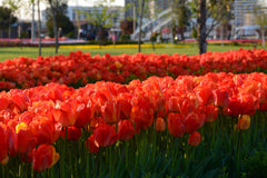 Tulip Bulbs Orange XXL Blooms Species Growing Bonsai Roots Rhizomes Corms Tubers Potted Planting Reblooming Fragrant Garden Flower Seeds Plant - Seedsplant