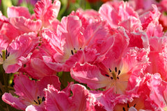 Tulip Bulbs Parrot Pink Vision Blooms Species Growing Bonsai Roots Rhizomes Corms Tubers Potted Planting Reblooming Fragrant Garden Flower Seeds Plant