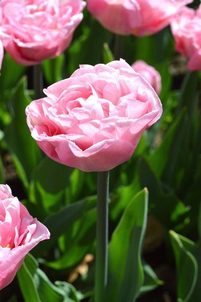 Tulip Bulbs Perfect Wedding Blooms Species Growing Bonsai Roots Rhizomes Corms Tubers Potted Planting Reblooming Fragrant Garden Flower Seeds Plant