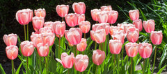 Tulip Bulbs Pink Impression Blooms Species Growing Bonsai Roots Rhizomes Corms Tubers Potted Planting Reblooming Fragrant Garden Flower Seeds Plant