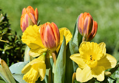 Tulip Bulbs Princess Irene Blooms Species Growing Bonsai Roots Rhizomes Corms Tubers Potted Planting Reblooming Fragrant Garden Flower Seeds Plant