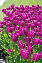 Tulip Bulbs Purple Prince Blooms Species Growing Bonsai Roots Rhizomes Corms Tubers Potted Planting Reblooming Fragrant Garden Flower Seeds Plant